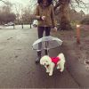 Pet Umbrella, Dog Umbrella with Leash Snow-Proof Rain Proof Windproof Umbrella